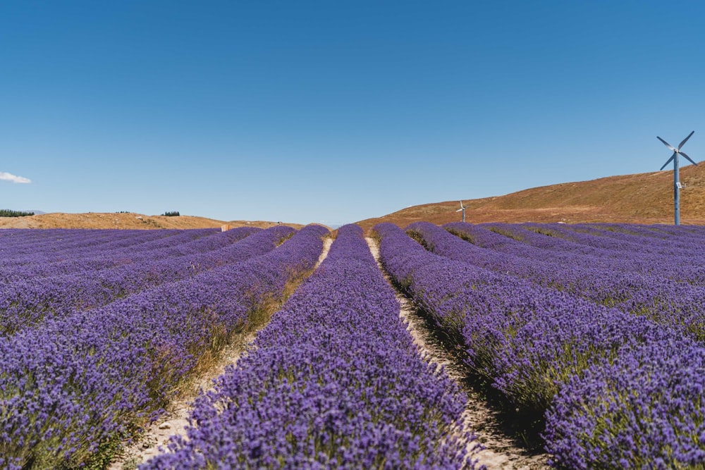 a field of purple flowers