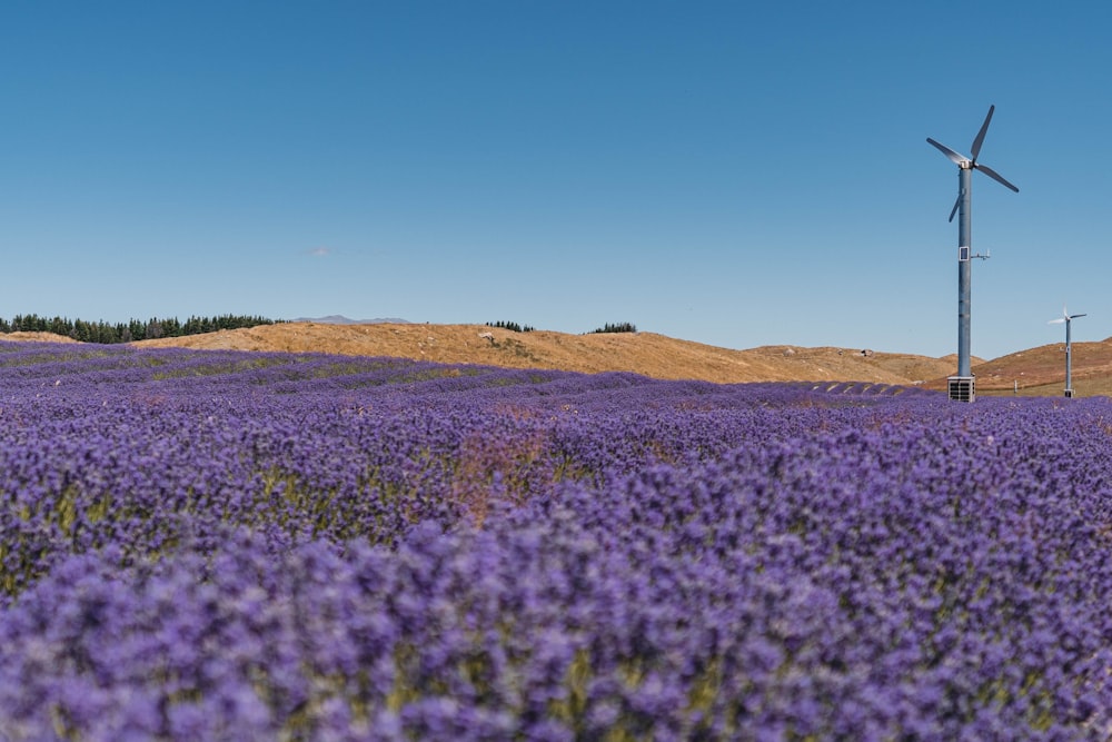 a field of purple flowers