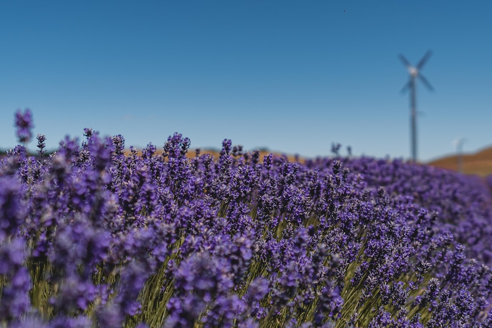 a field of purple flowers