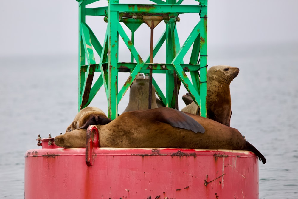 a couple of seals on a boat
