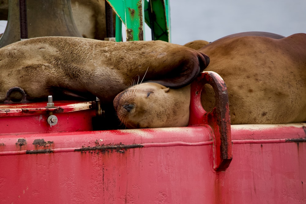 a couple of animals lying on a red object