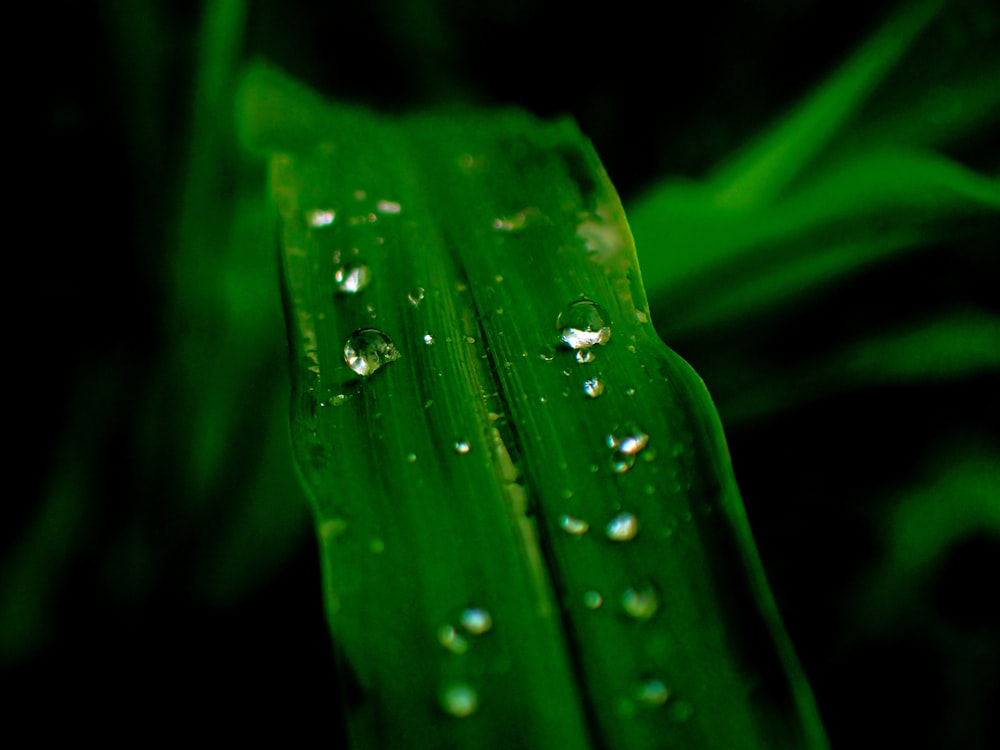 water droplets on a leaf