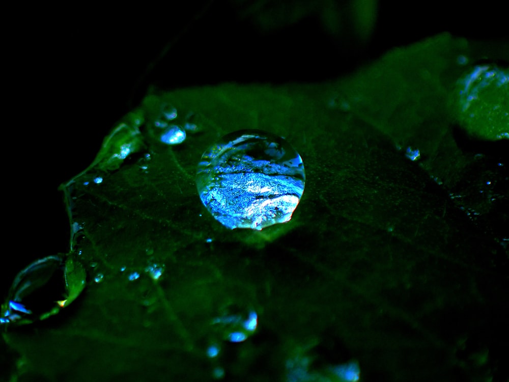 a blue jellyfish in water