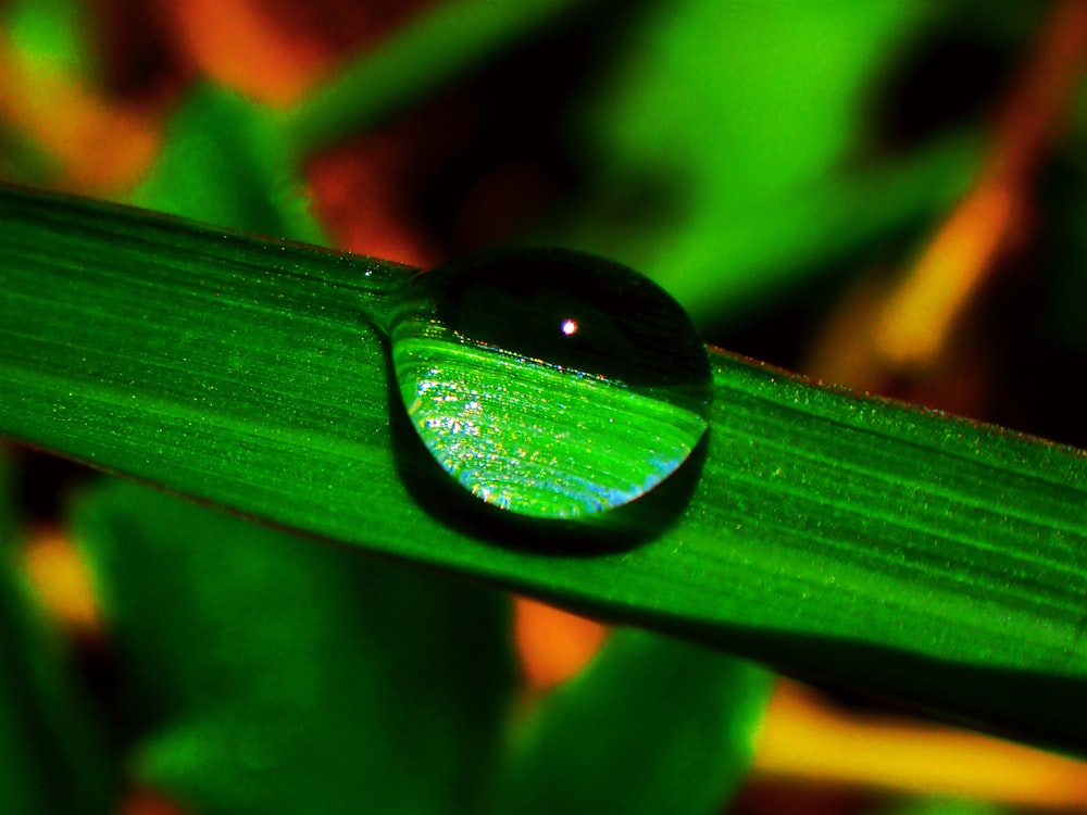 a close up of a green leaf