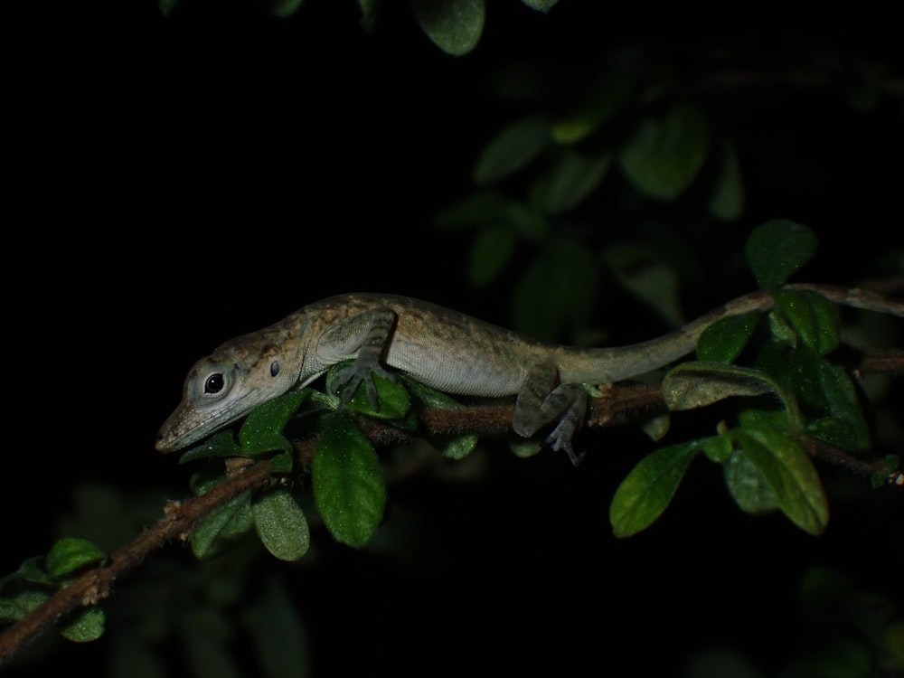 a lizard on a branch