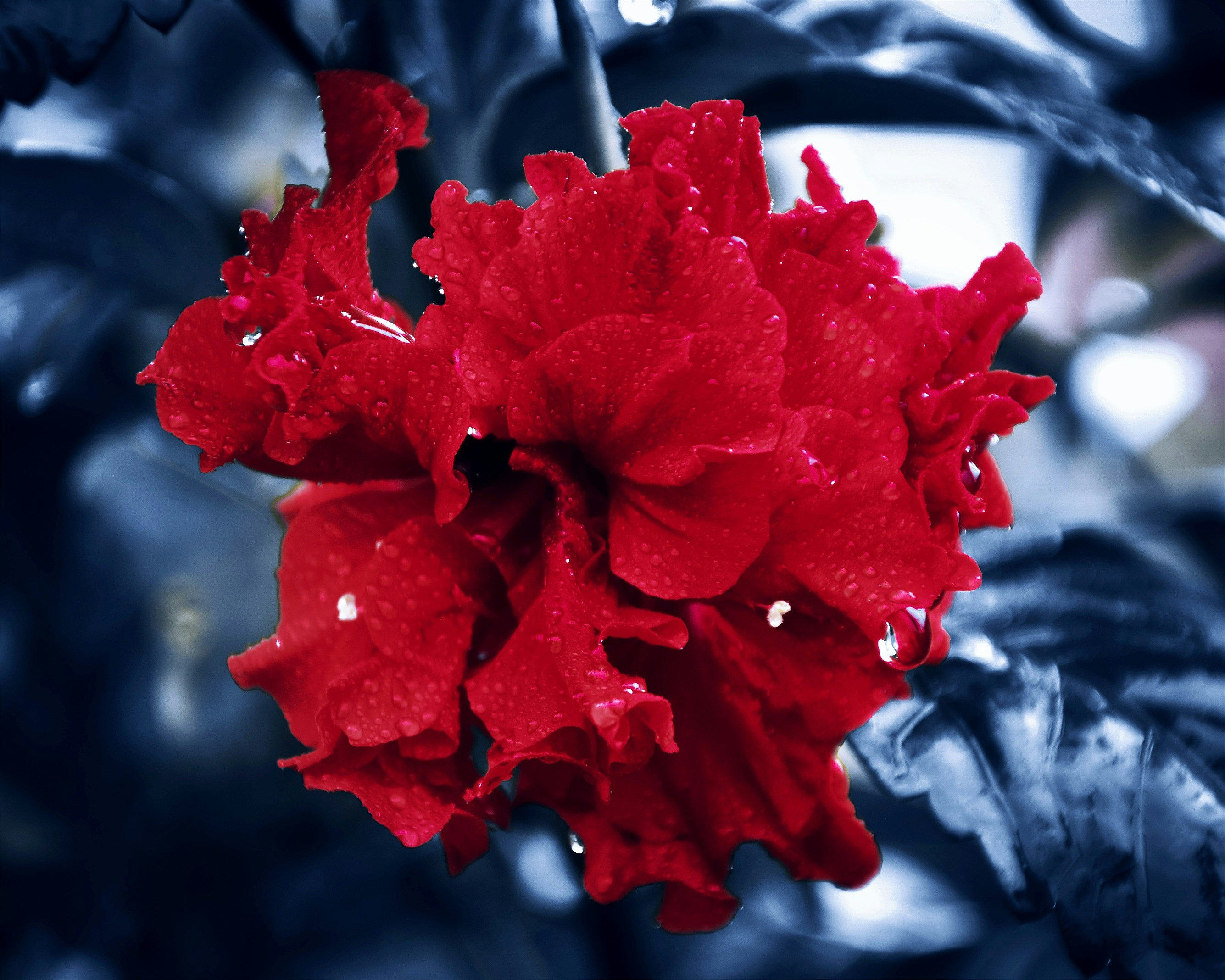 trancher rouge ou bleu - a close up of a red flower