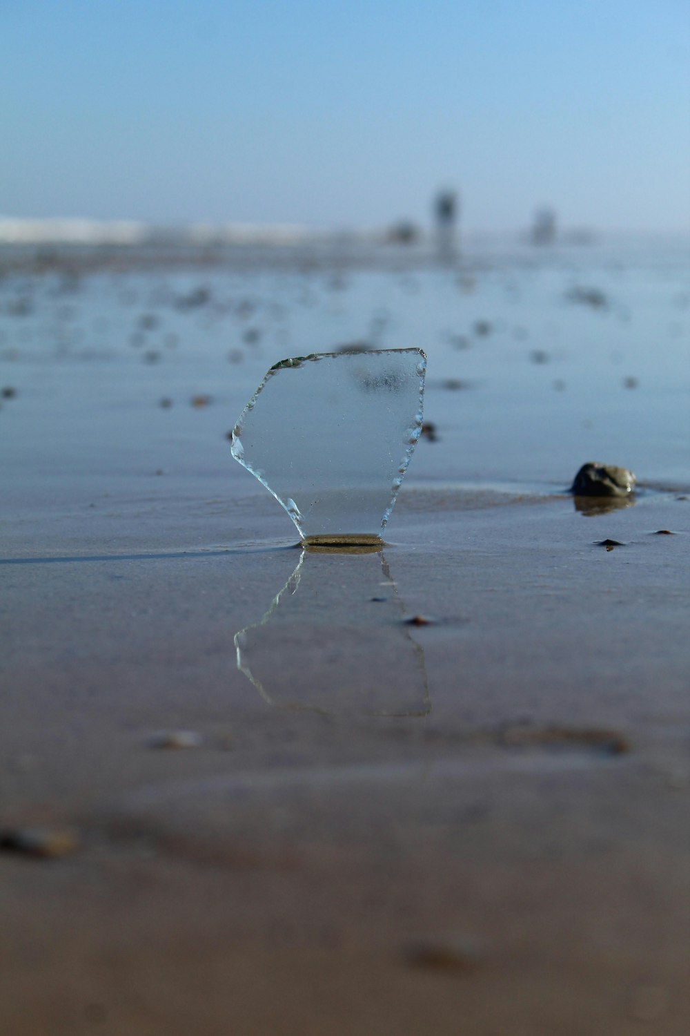 a spider on a wet surface