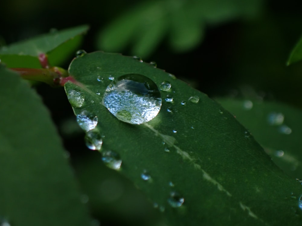 a close up of a leaf