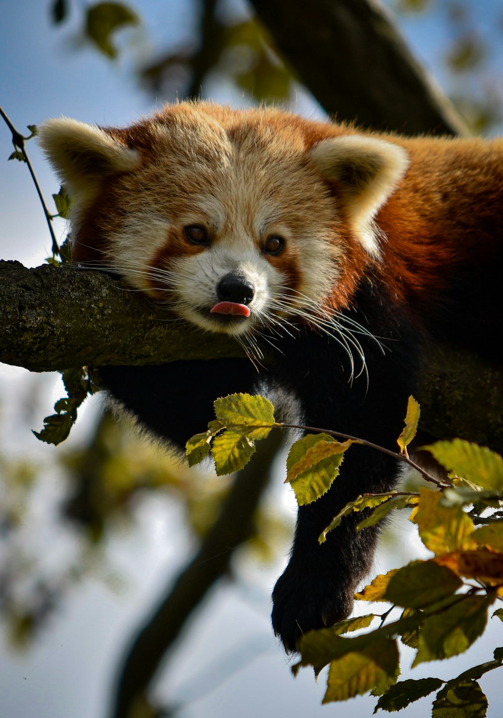 a red panda in a tree