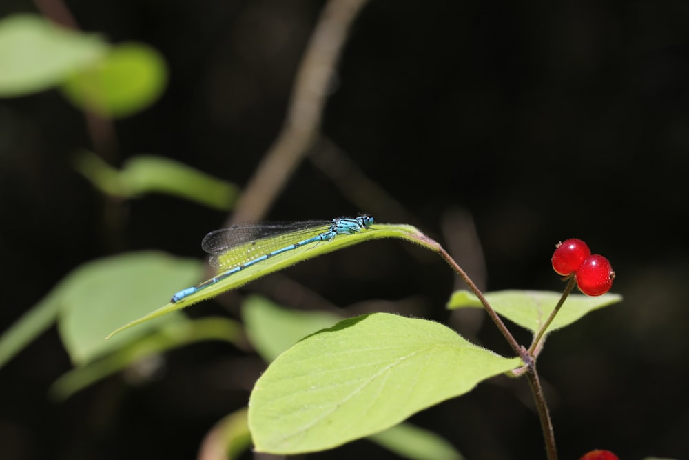 a dragonfly on a branch with red berries