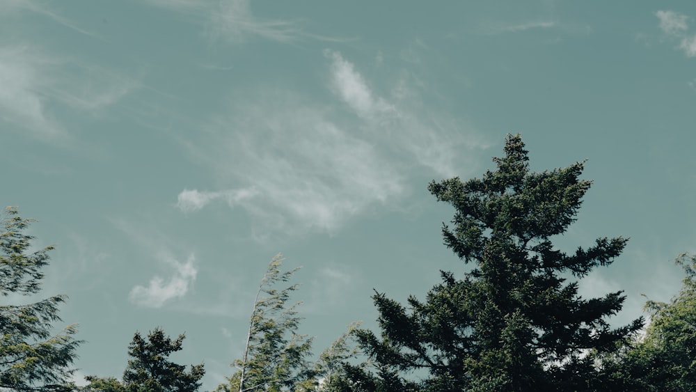 trees under a cloudy sky