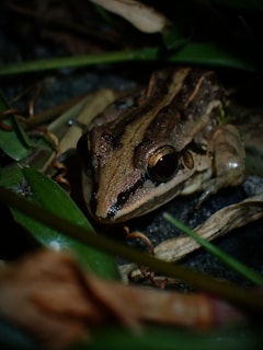 A close-up of a brown frog nestled among green leaves and dry twigs, with moisture visible on its skin. Its eyes are prominent and reflect the surrounding environment.
