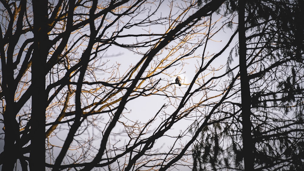 a tree with branches and leaves