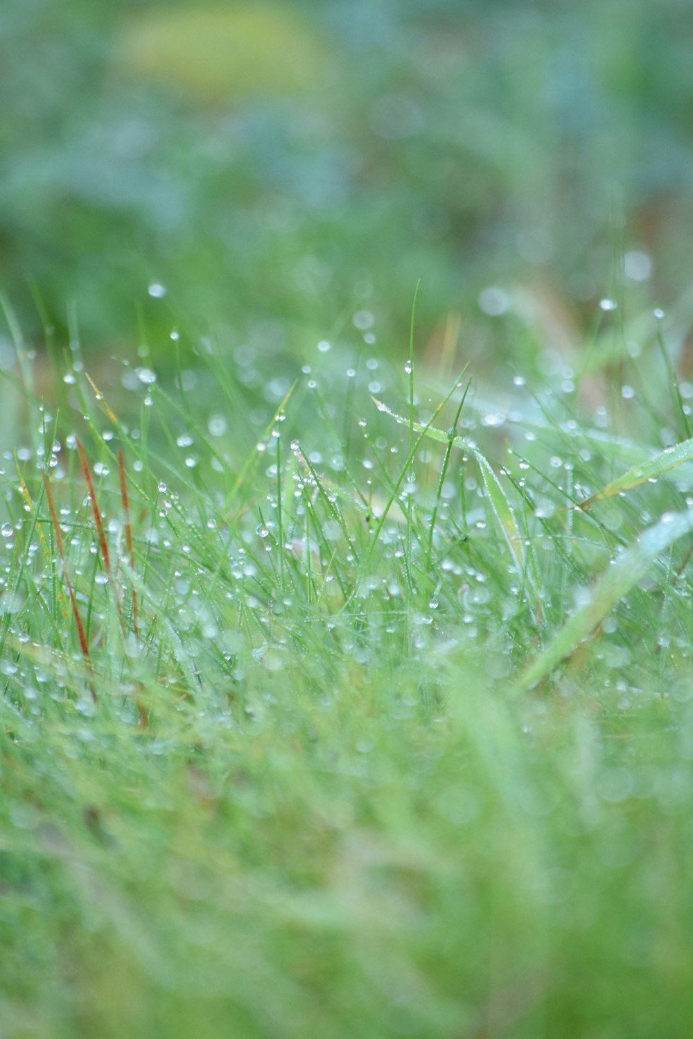 close up of grass