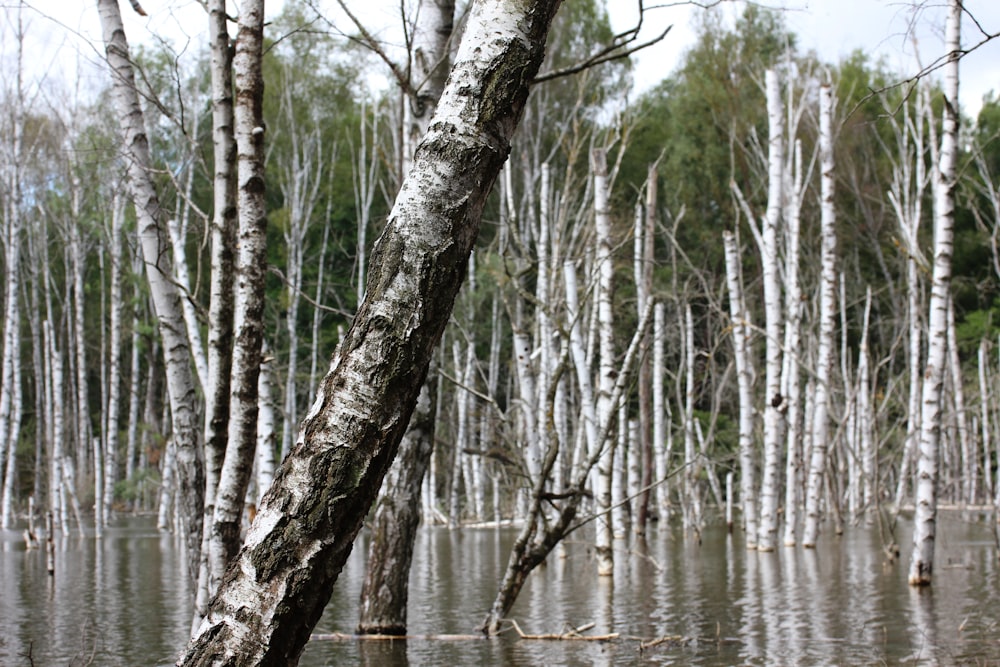 a group of trees in a swamp