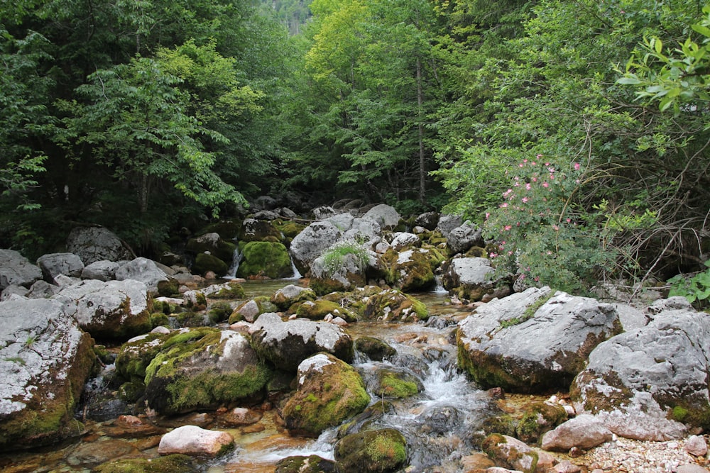 a stream with rocks and trees