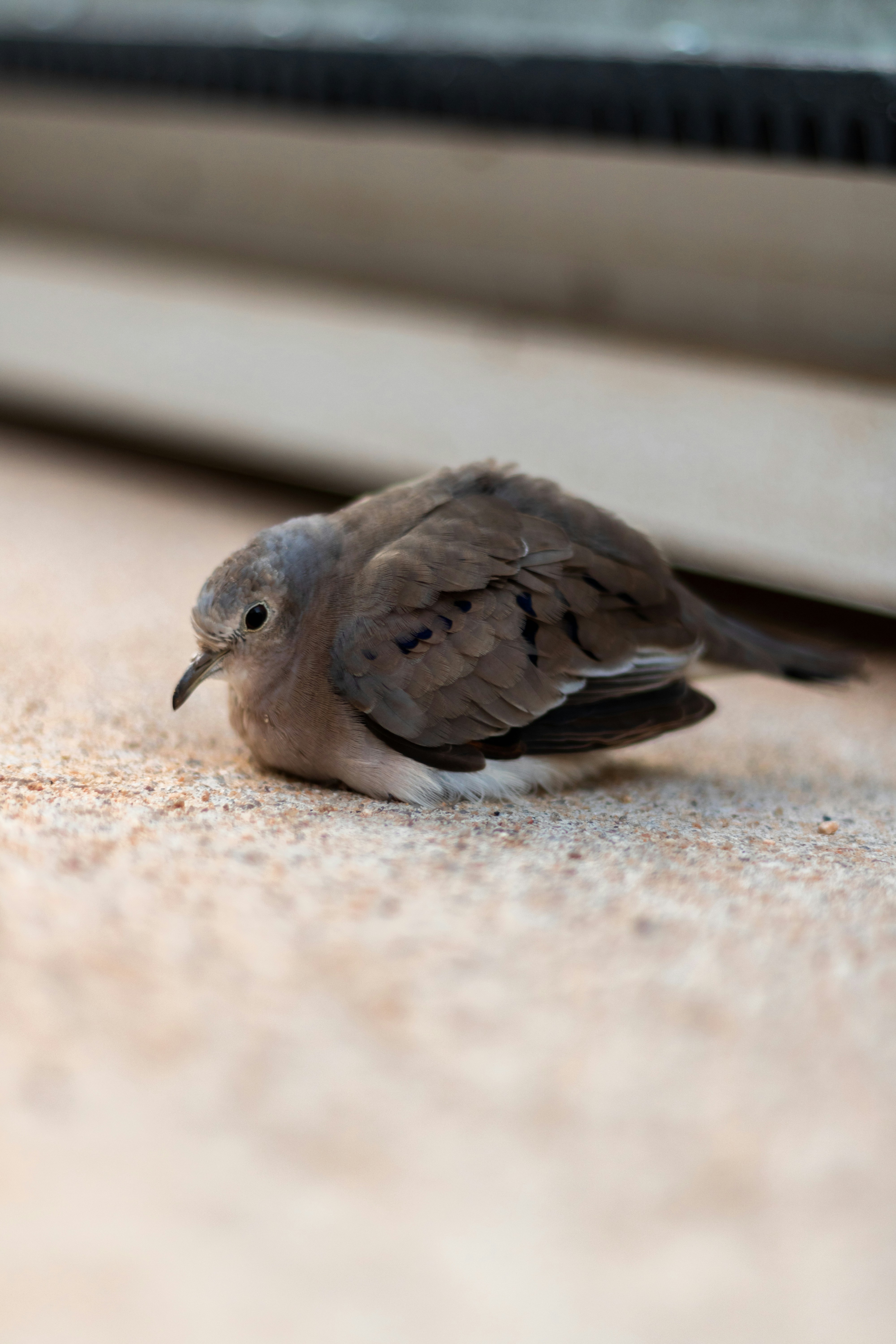 The Psychological Impact on Humans (image credits: unsplash)