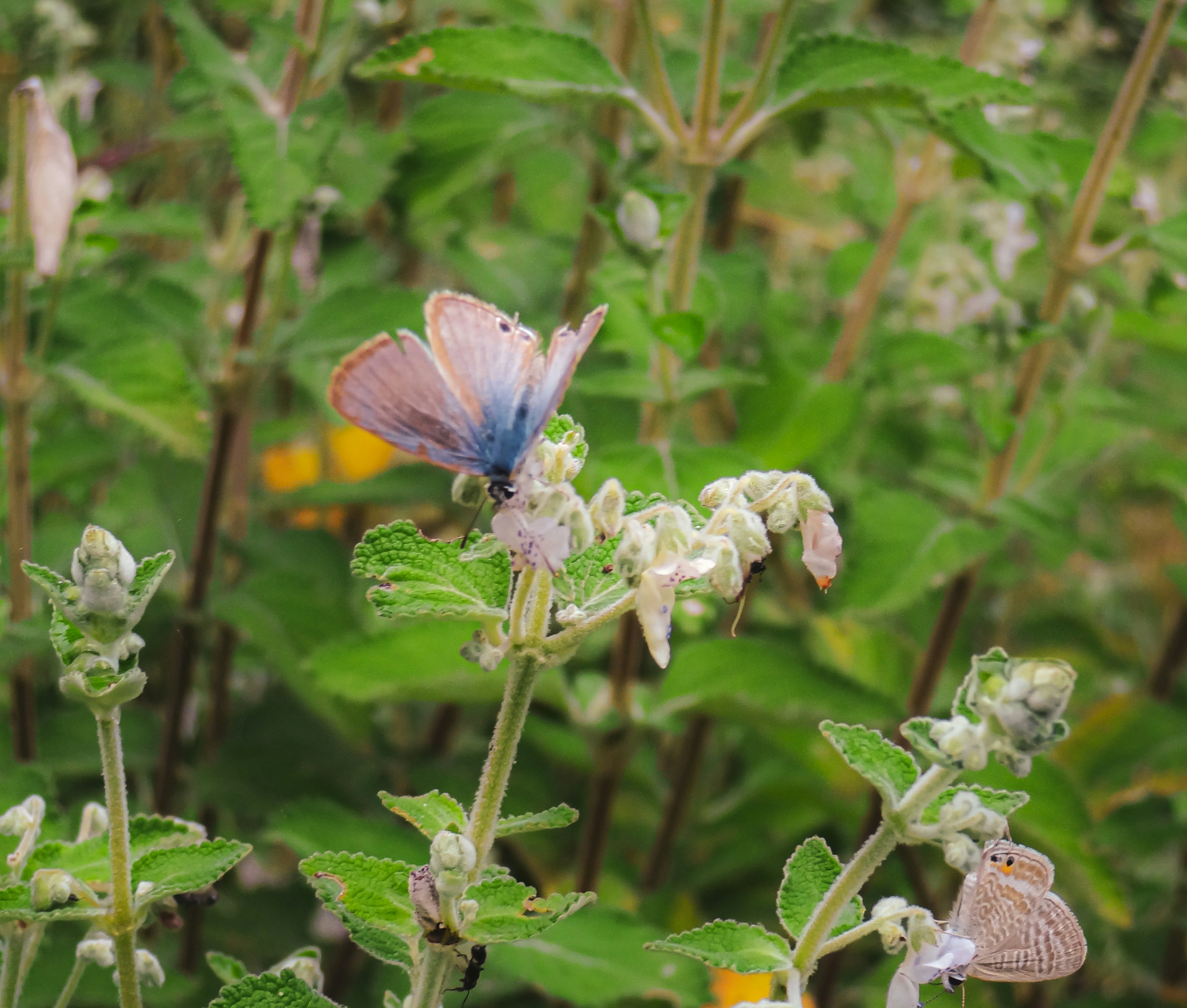 a butterfly on a flower