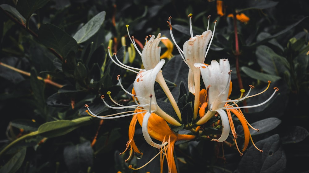 a close up of a flower