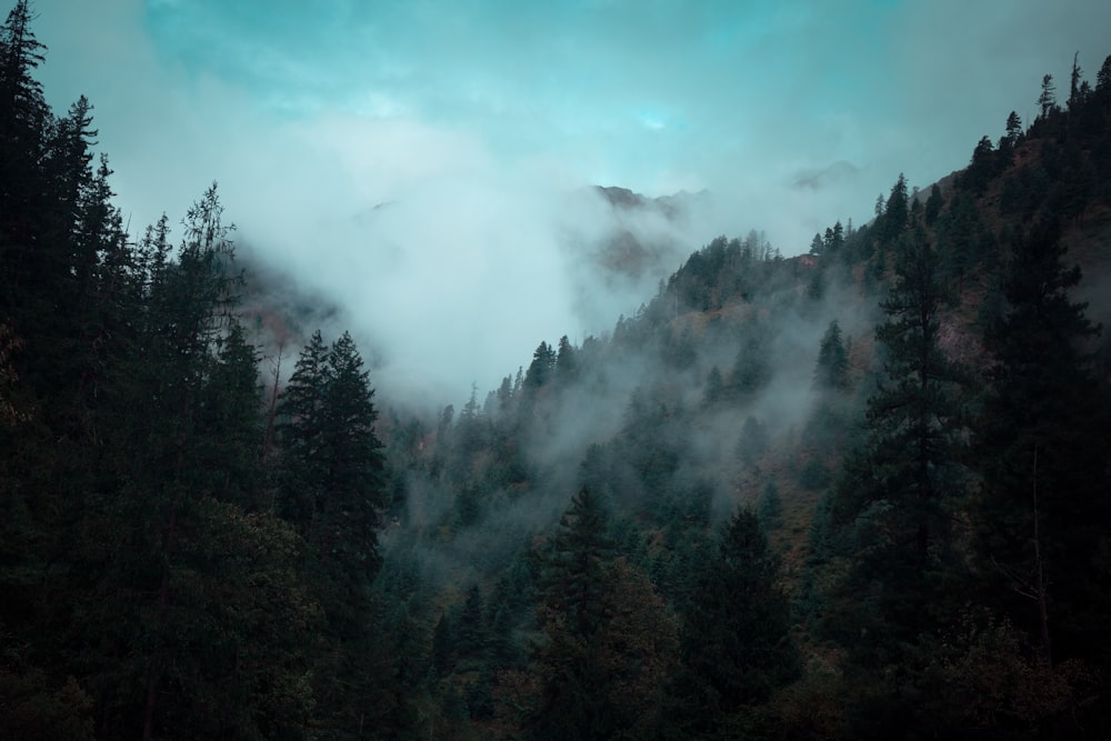 a forest of trees