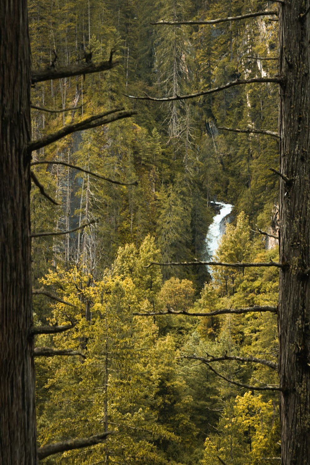 a forest of trees