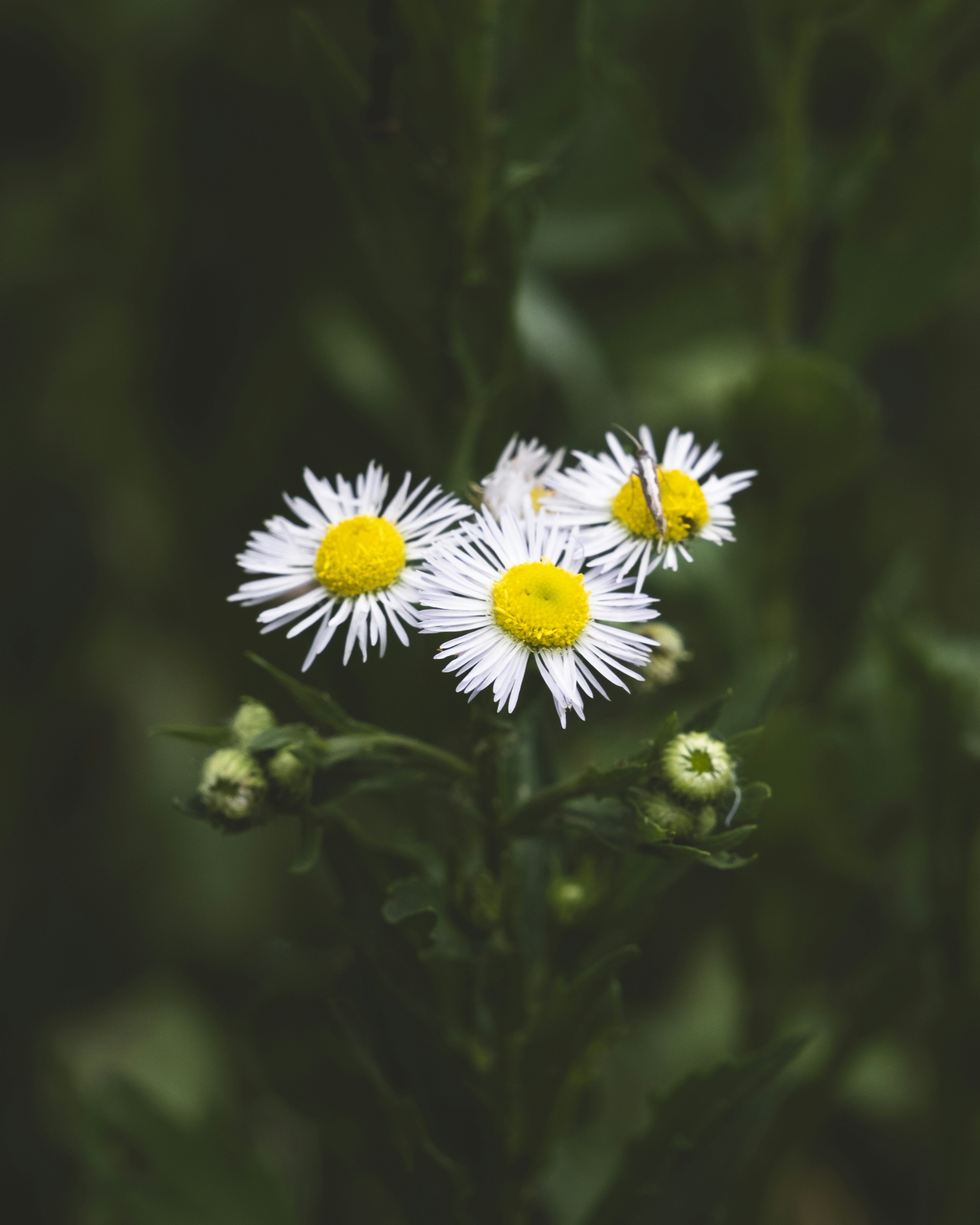 Photo by rohit_kumar_21