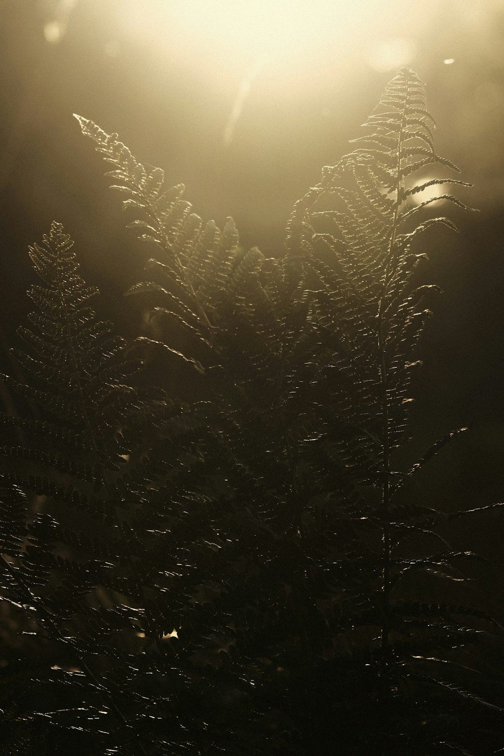 a snowy forest at night