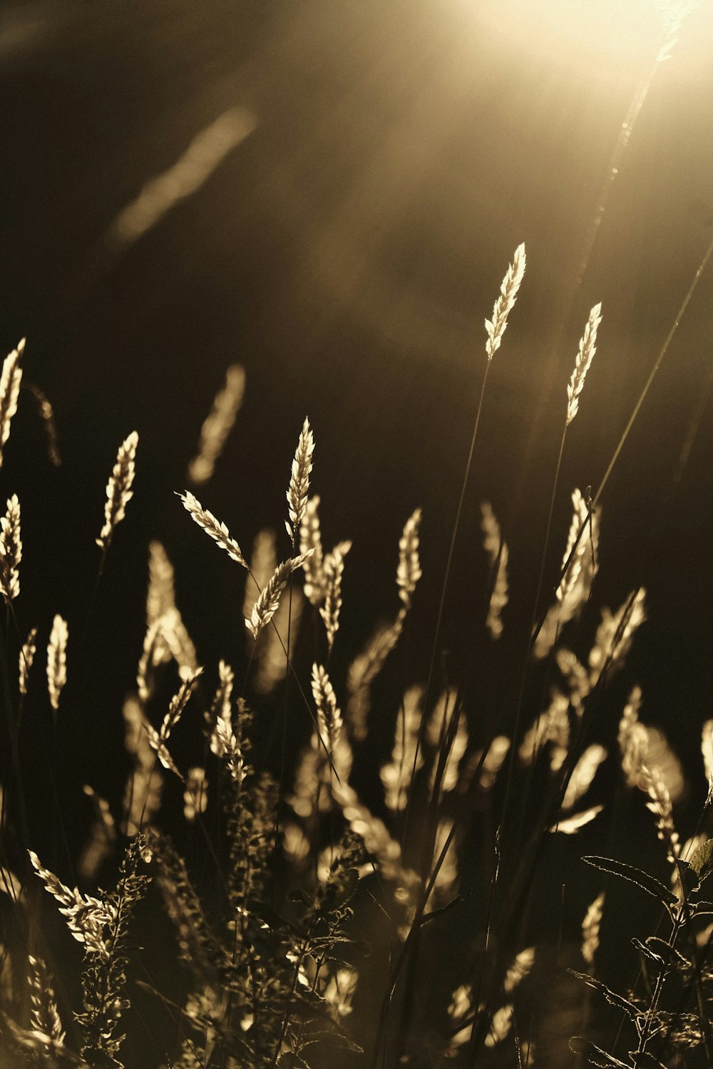 a field of wheat