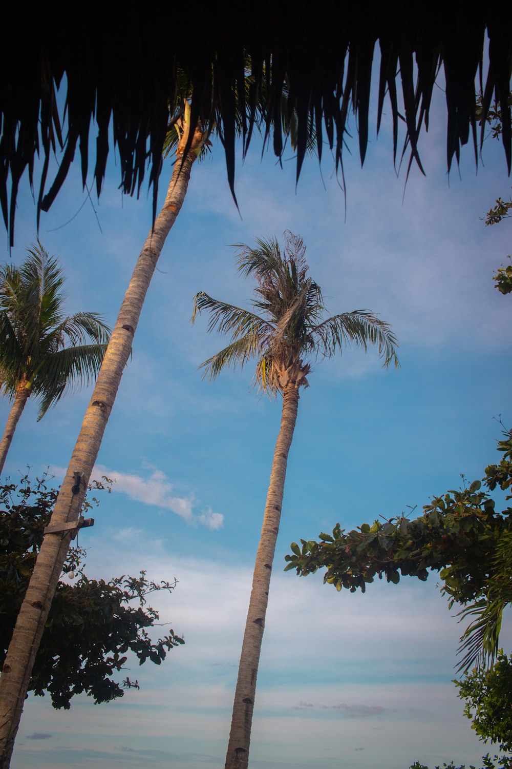 a couple of palm trees sitting next to each other