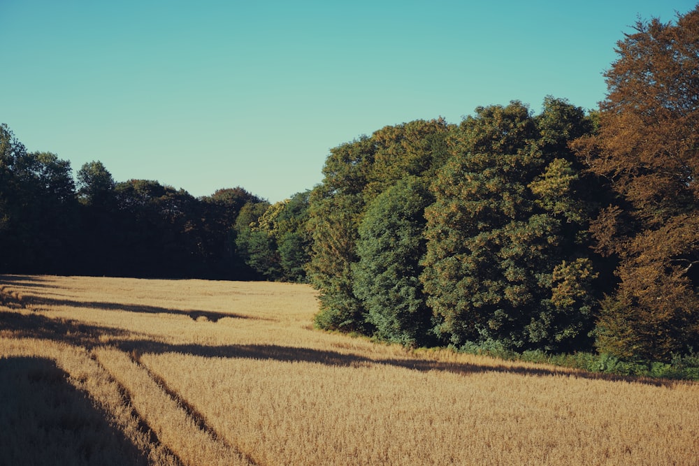 a field with trees in the background