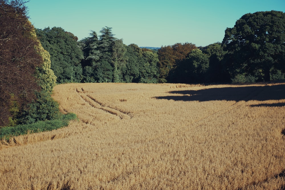 a grassy field with trees in the background