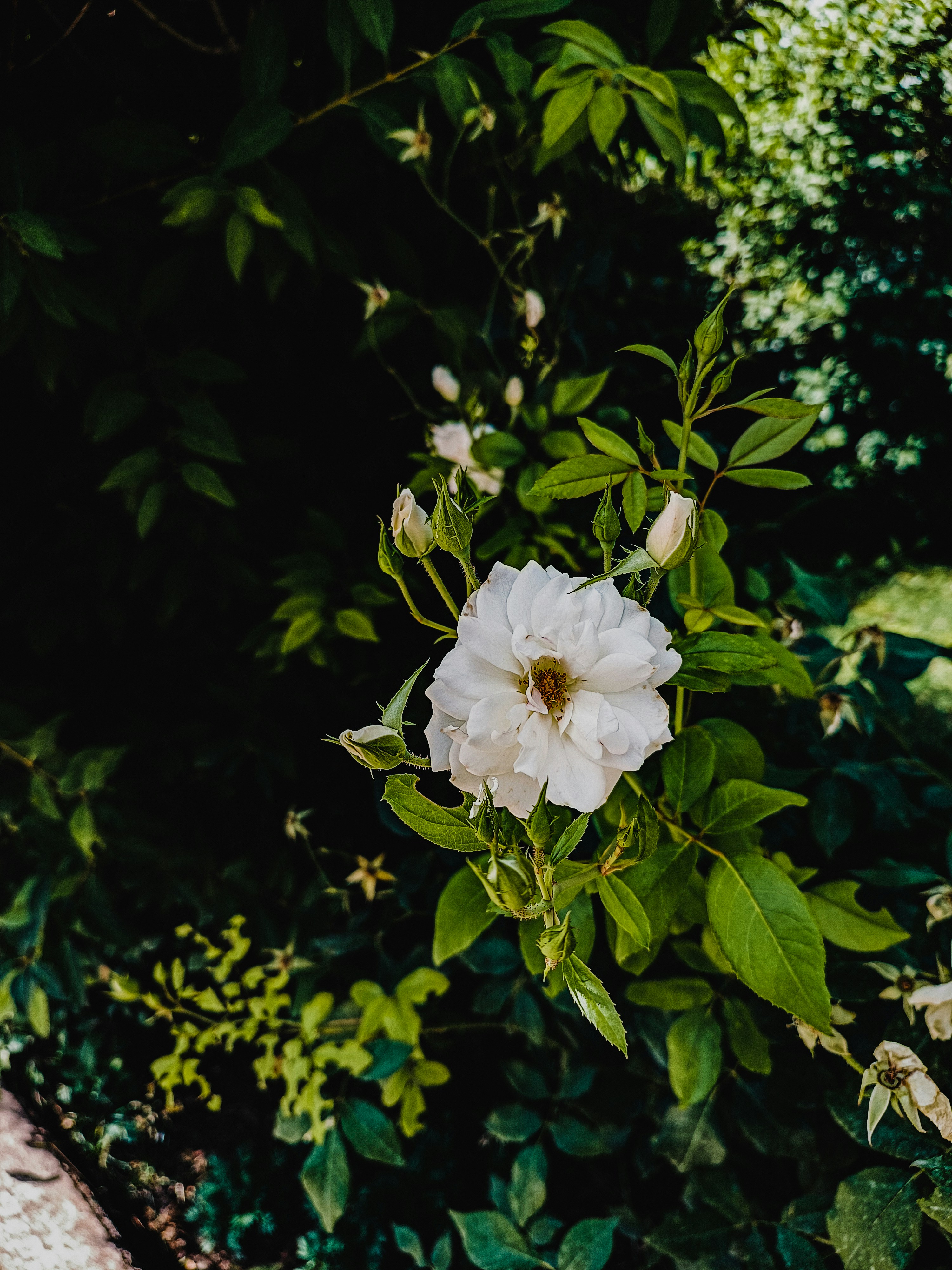 Photo by samanehrasoulzadeh