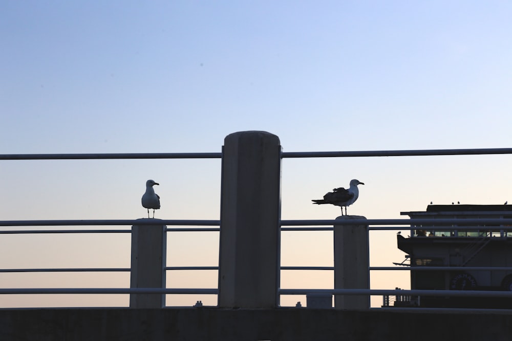 birds on a fence