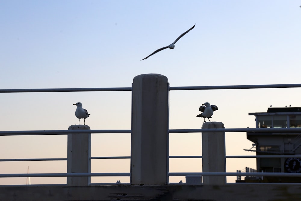 birds on a fence