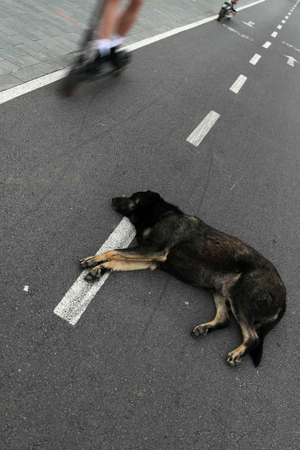 a dog lying on the street