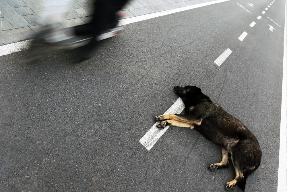 a dog carrying a pizza