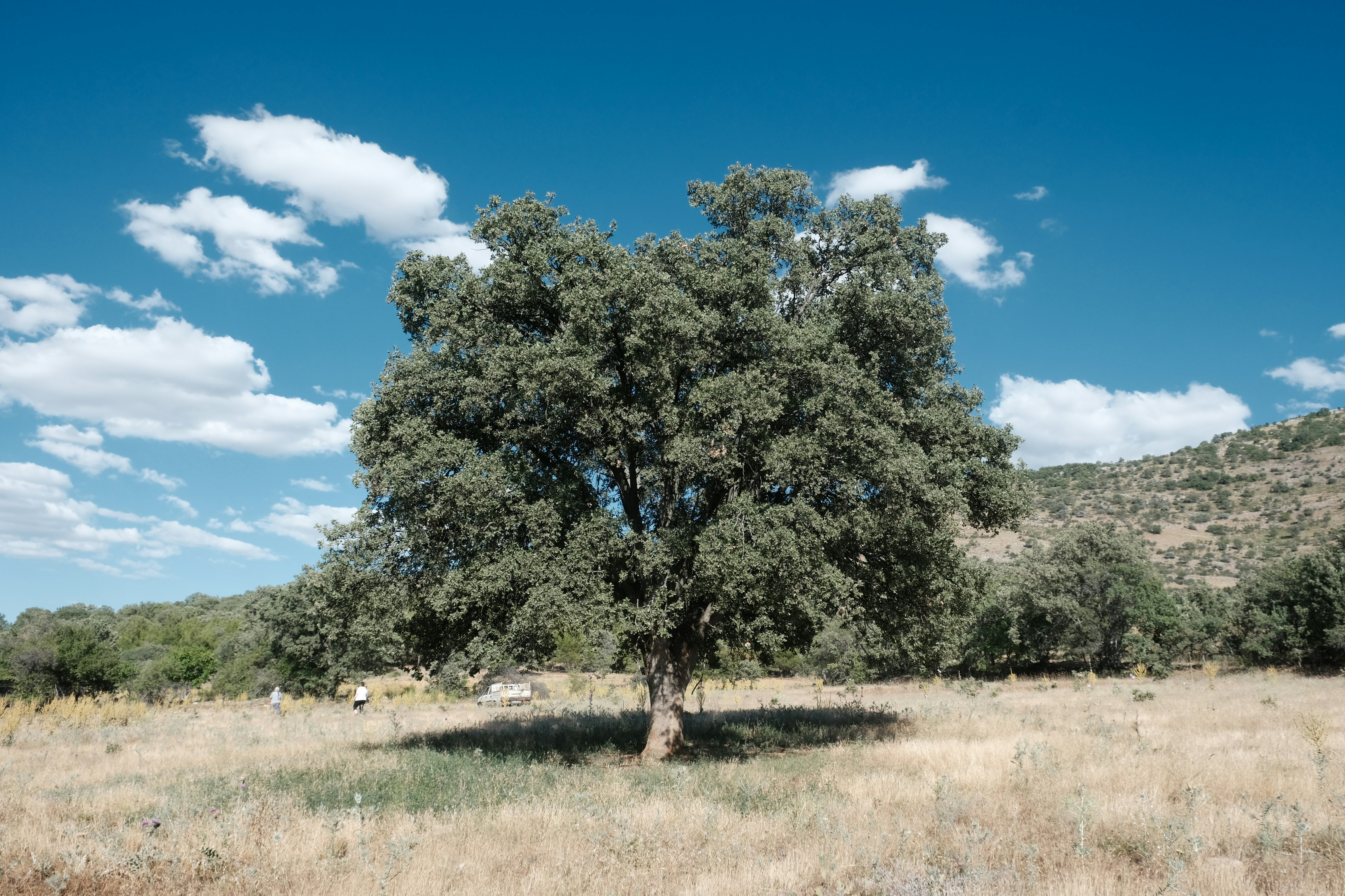 Un árbol en un campo