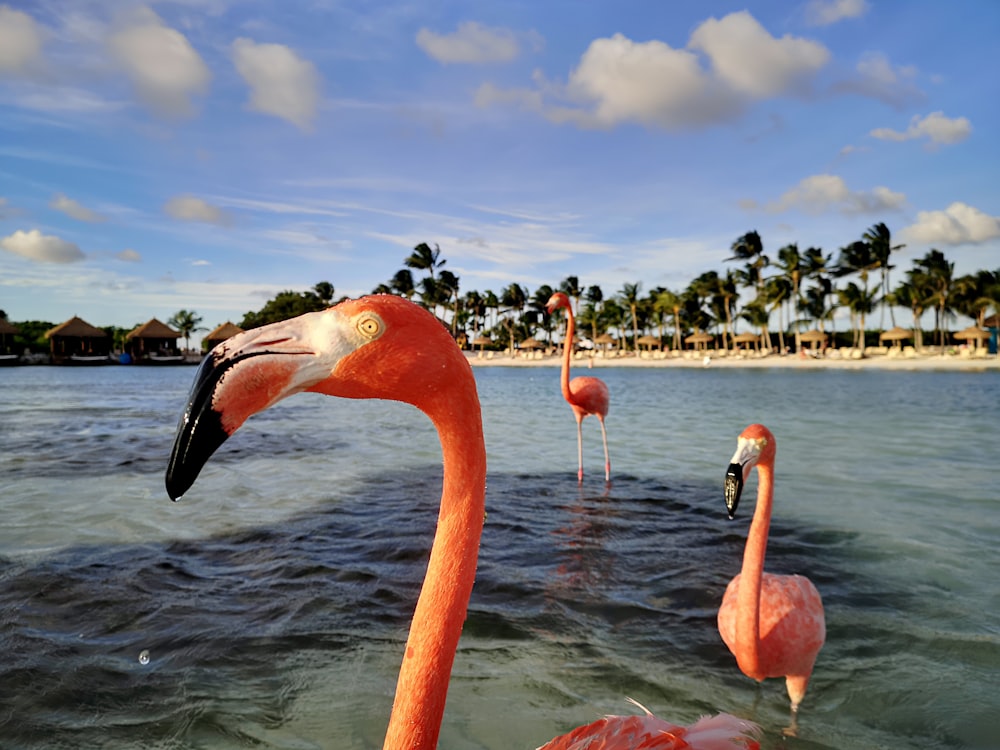 flamingos in the water