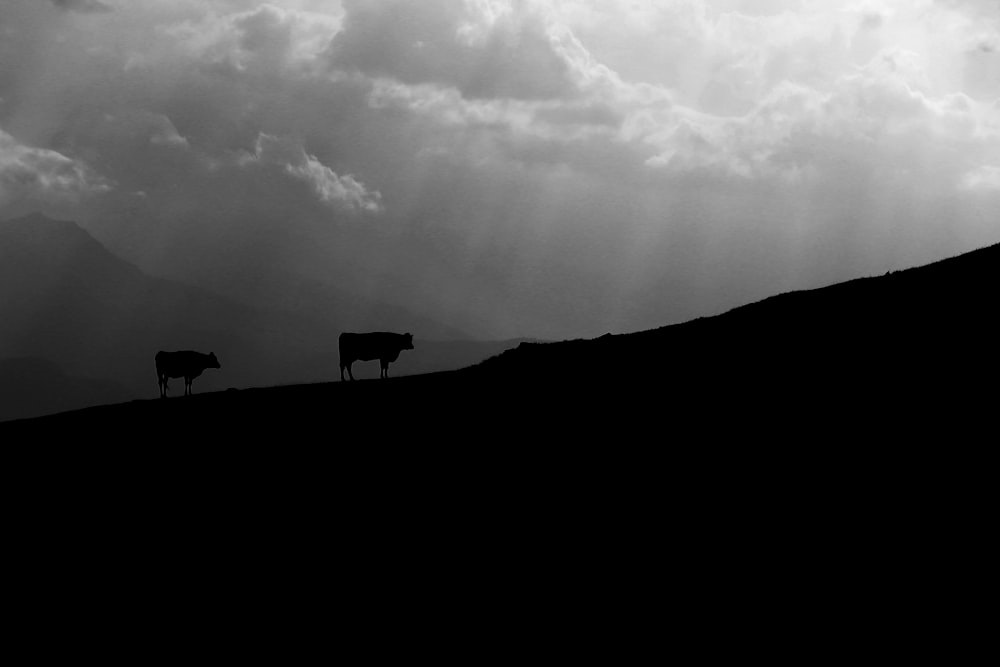 a couple of cows stand on a hill