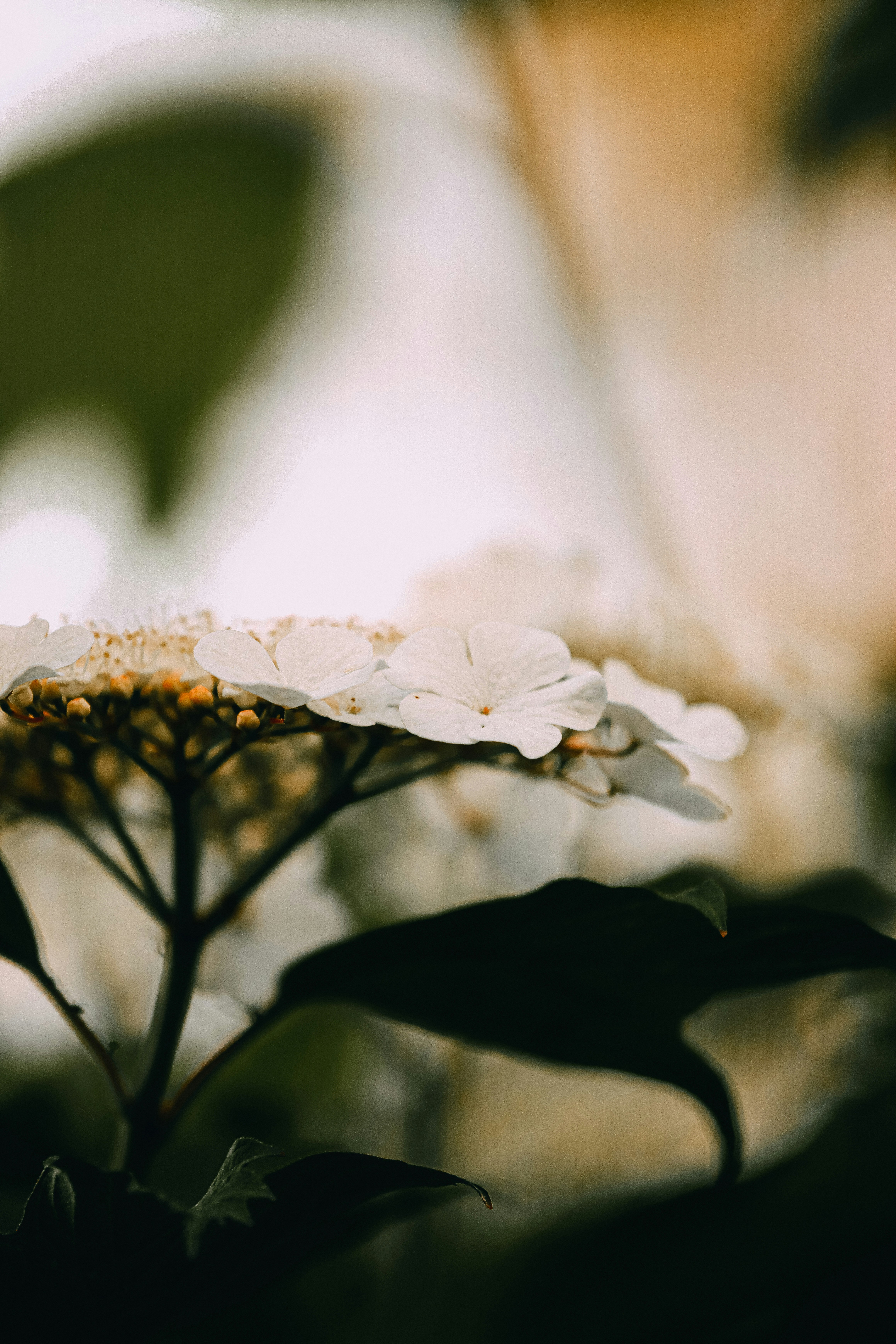 My husband's mistress disappeared