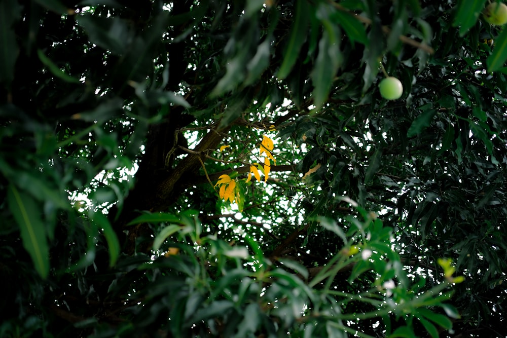a group of yellow flowers on a tree