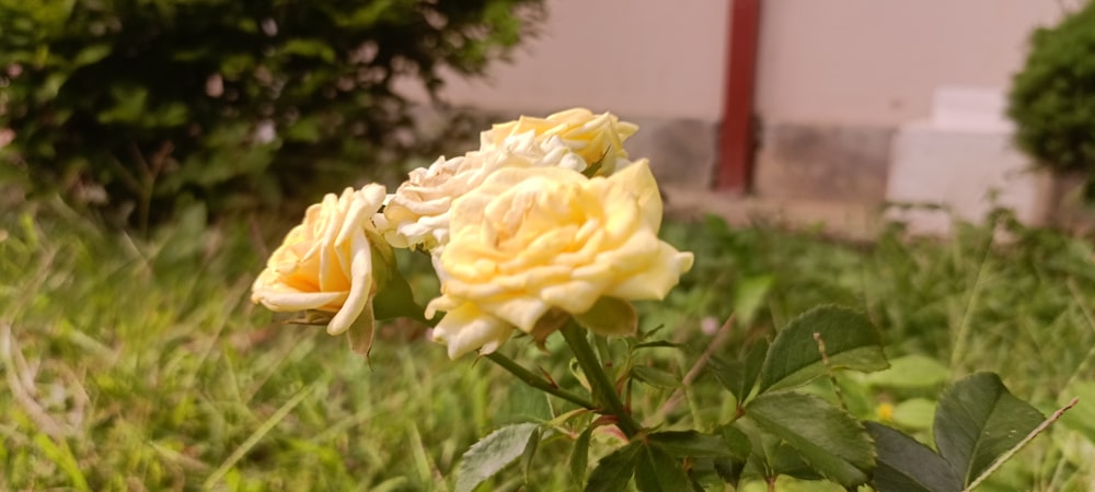 a group of yellow roses