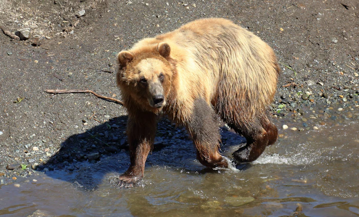 Bears, Raptors & Totems Tours