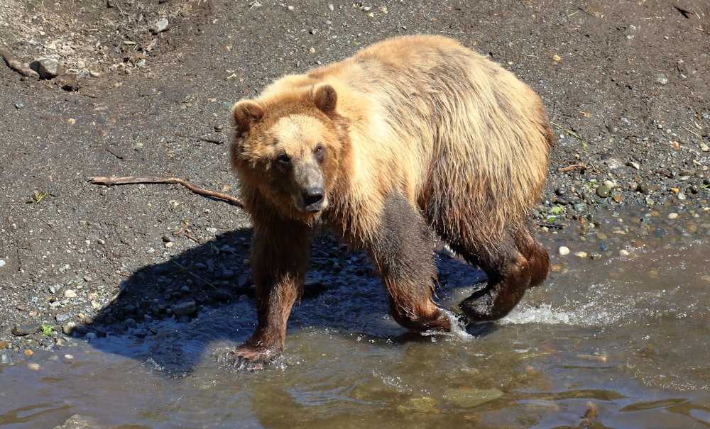 a bear walking in the water