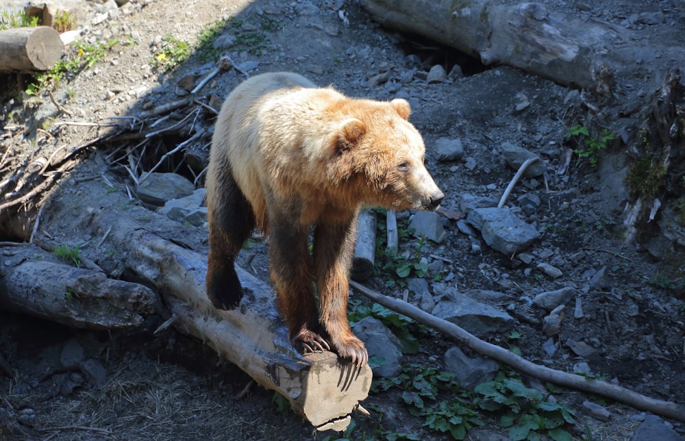 a bear walking on a log