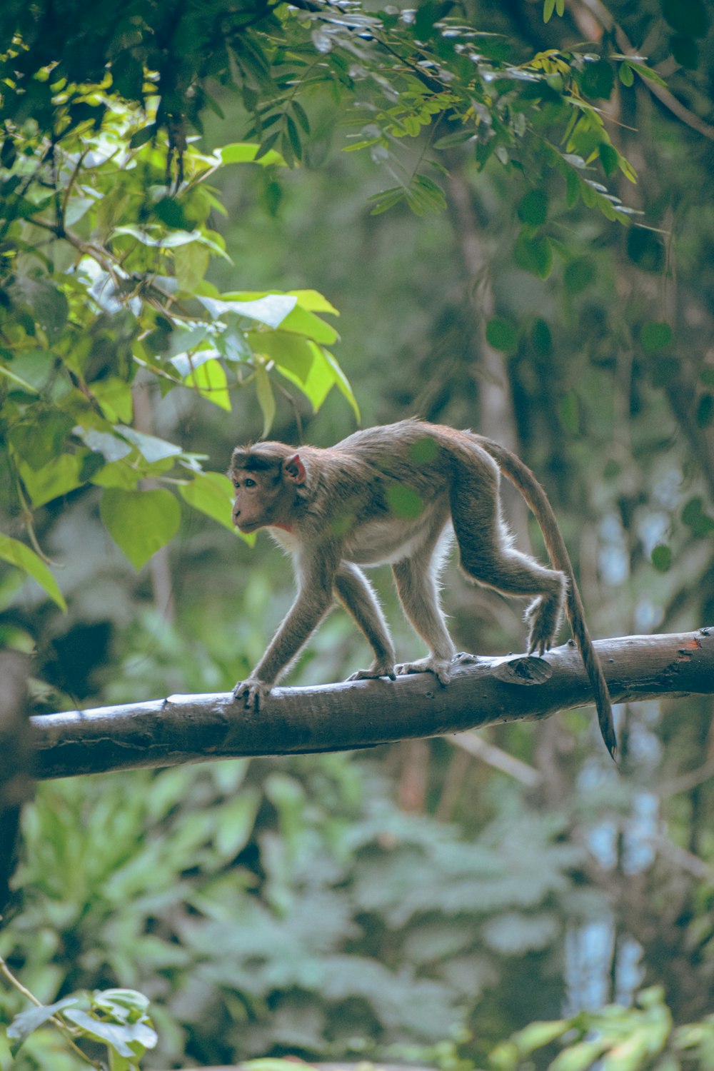 a monkey on a branch
