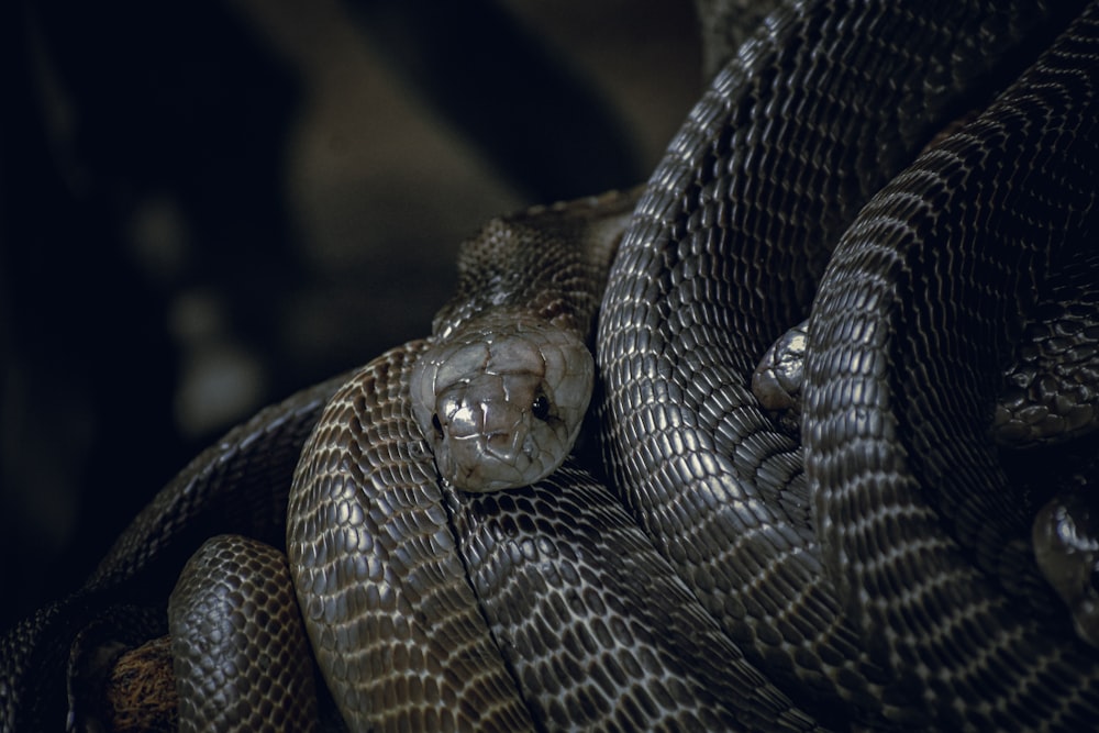 a snake with its head in its mouth