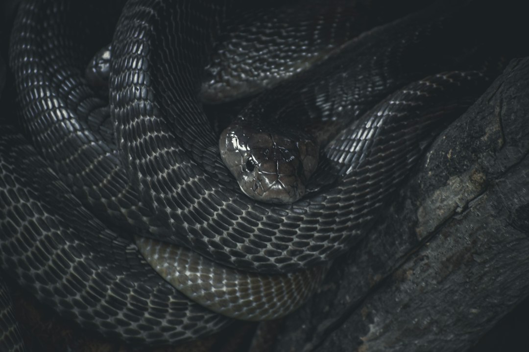 a close up of a snake