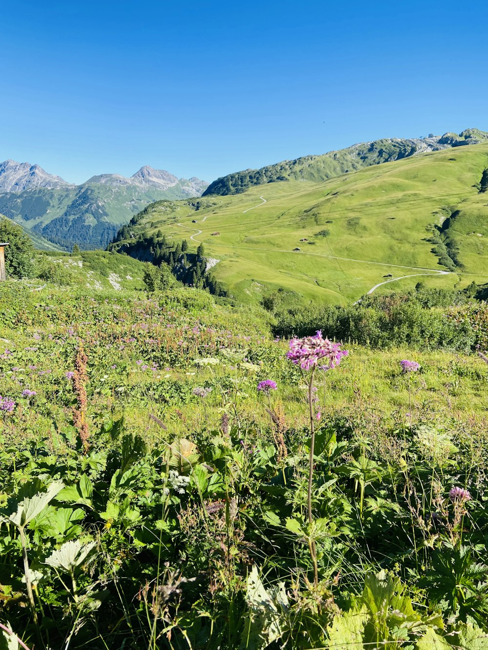 a grassy area with hills in the background