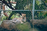 A leopard is resting on a large rock inside an enclosure. The background shows a chain-link fence and green foliage, indicating a zoo or wildlife sanctuary environment. The leopard's spotted fur contrasts with the dark, natural surroundings.